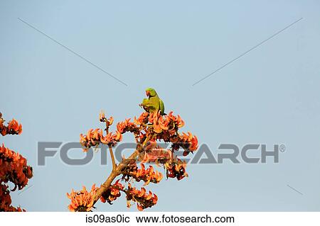 Rose-ringed parakeet - Psittacula krameri, Satpura National Park, Madhya Pradesh India View Large Photo Image Stock Image - Rose-ringed parakeet - Psittacula krameri, Satpura National Park, Madhya Pradesh India. Fotosearch