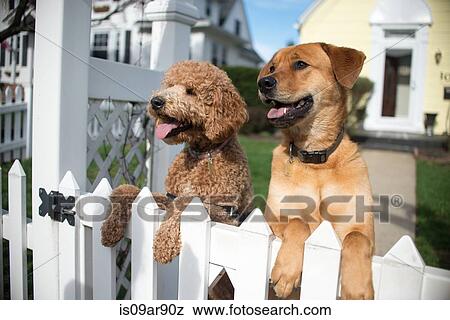 Two dogs looking out from garden fence View Large Photo Image Stock Photo - Two dogs looking out from garden fence. Fotosearch