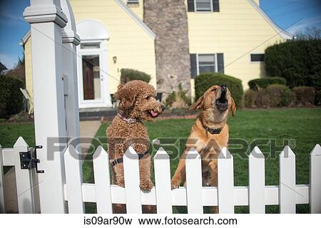 Two dogs on hind legs barking from garden fence View Large Photo Image Stock Photo - Two dogs on hind legs barking from garden fence. Fotosearch