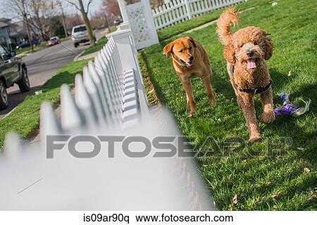 Stock Photography - Two dogs playing in garden. Fotosearch