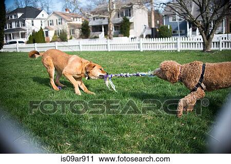 Two dogs playing tug of war with rope in garden View Large Photo Image Stock Image - Two dogs playing tug of war with rope in garden. Fotosearch
