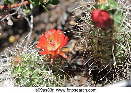 Close up of red flowers on cacti, differential focus View Large Photo Image Stock Photography - Close up of red flowers on cacti, differential focus. Fotosearch