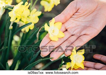 Stock Photo - Cropped view of hands touching plant with yellow flowers. Fotosearch