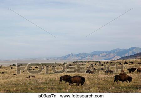 Stock Image - Herd of American buffalo grazing in Antelope Island State Park, Syracuse, UT, USA. Fotosearch