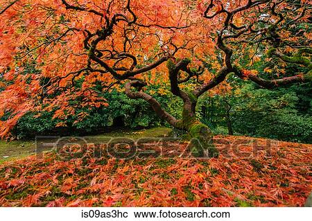 Stock Image - Japanese maple with fallen red autumn leaves and twisted trunk. Fotosearch