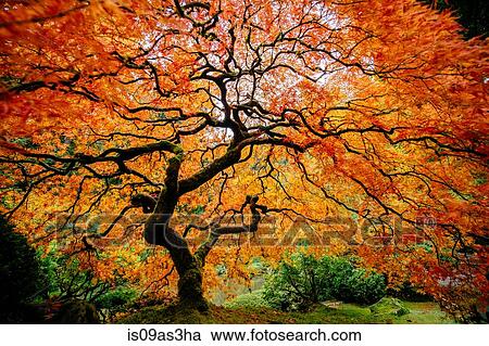 Stock Image - Japanese maple with silhouetted trunk and orange and red leaves. Fotosearch