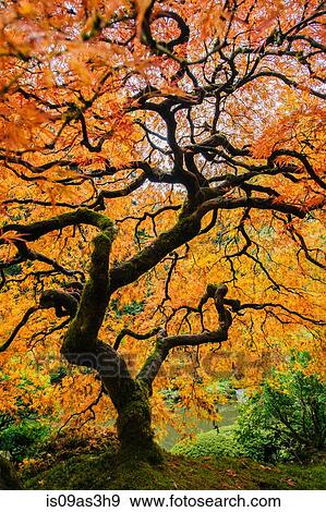 Japanese maple with twisted trunk and orange leaves View Large Photo Image Stock Photo - Japanese maple with twisted trunk and orange leaves. Fotosearch