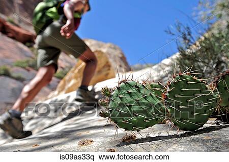 Stock Photography - Low angle view of cacti and hiker, focus on foreground. Fotosearch
