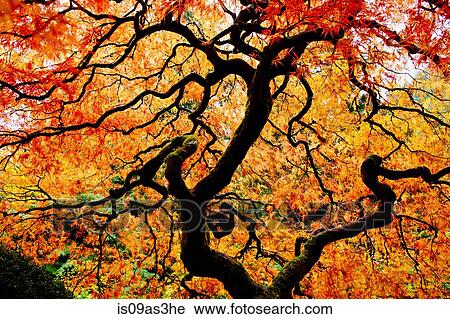 Stock Image - Low angle view of Japanese maple with red and orange autumn leaves. Fotosearch