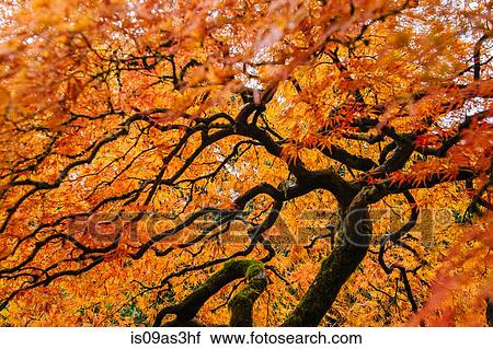 Stock Image - Low angle view of Japanese maple with orange autumn leaves. Fotosearch
