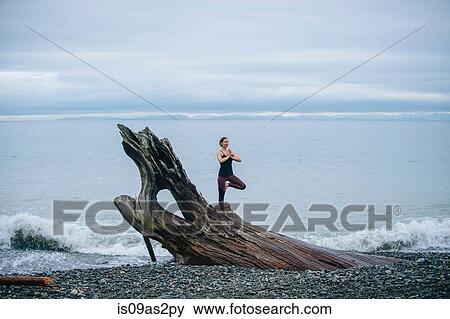 Mature woman practicing yoga tree pose on large driftwood tree trunk at beach View Large Photo Image Stock Photo - Mature woman practicing yoga tree pose on large driftwood tree trunk at beach. Fotosearch