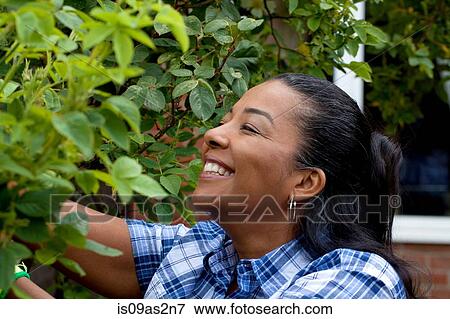 Stock Photo - Mature woman pruning rose bush in garden. Fotosearch