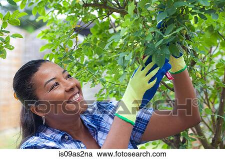Smiling mature woman pruning rose bush in garden View Large Photo Image Stock Image - Smiling mature woman pruning rose bush in garden. Fotosearch