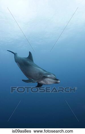 Atlanic Bottle Nose Dolphins (Tursiops Truncatus) Socorro Island, Mexico View Large Photo Image Stock Photograph - Atlanic Bottle Nose Dolphins (Tursiops Truncatus) Socorro Island, Mexico. Fotosearch