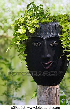 Black sculptured face flower pot with green loosestrife (lysimachia) on wooden post in backyard garden in spring season View Large Photo Image Stock Image - Black sculptured face flower pot with green loosestrife (lysimachia) on wooden post in backyard garden in spring season. Fotosearch