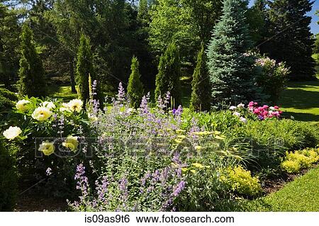 Border planted with yellow, pink, red peony (paeonia), yarrow flowers (achillea millefolium) and Cedar tree (thuja occidentalis) in backyard garden in spring season View Large Photo Image Stock Photograph - Border planted with yellow, pink, red peony (paeonia), yarrow flowers (achillea millefolium) and Cedar tree (thuja occidentalis) in backyard garden in spring season. Fotosearch