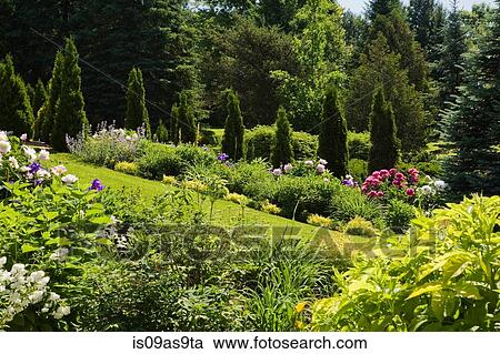 Border with pink, red and white peony (paeonia) and Cedar trees (thuja occidentalis) in backyard garden in spring season View Large Photo Image Stock Image - Border with pink, red and white peony (paeonia) and Cedar trees (thuja occidentalis) in backyard garden in spring season. Fotosearch