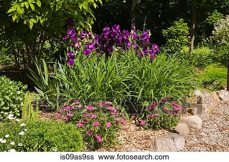 Stock Photograph - Bordered with rocks and purple Iris flowers in backyard garden in spring season. Fotosearch