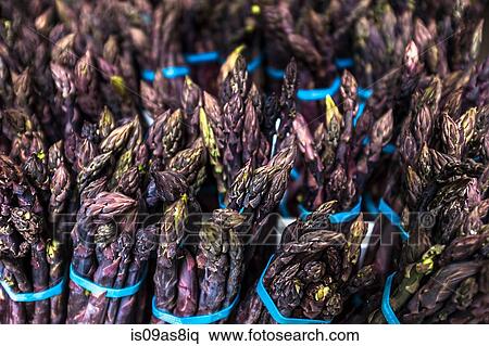 Stock Photography - Bundles of purple asparagus. Fotosearch