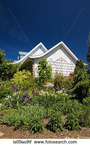 Canadian style house exterior and garden border planted with purple and white iris flowers, spruce trees (picea abies pendula) and shrubs in spring season View Large Photo Image Stock Image - Canadian style house exterior and garden border planted with purple and white iris flowers, spruce trees (picea abies pendula) and shrubs in spring season. Fotosearch