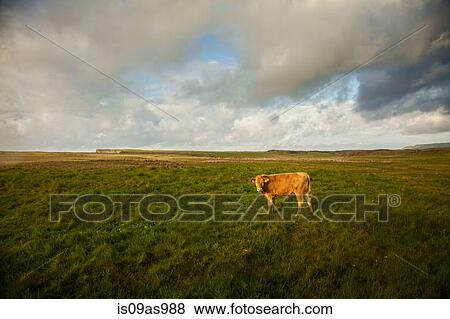 Stock Photo - Cow in field, Giants Causeway, Bushmills, County Antrim, Northern Ireland, elevated view. Fotosearch
