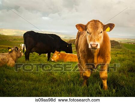 Stock Image - Cows in field, Giants Causeway, Bushmills, County Antrim, Northern Ireland, elevated view. Fotosearch
