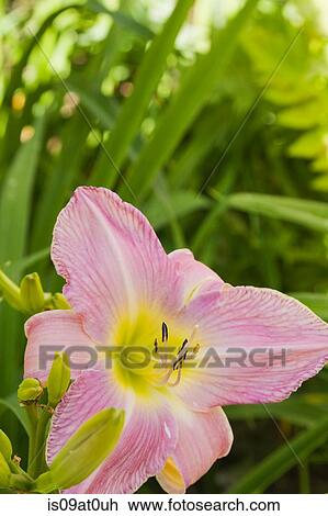 Daylily flower showing stamens covered with pollen, close-up View Large Photo Image Stock Image - Daylily flower showing stamens covered with pollen, close-up. Fotosearch