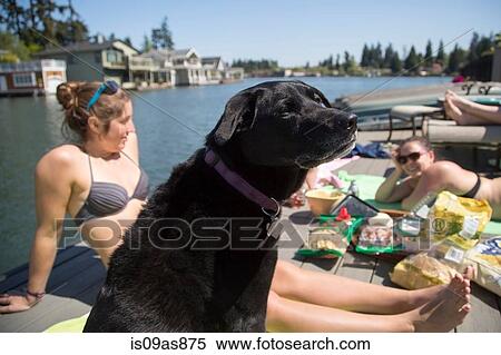 Dog and young women picnicing on waterfront pier, Lake Oswego, Oregon, USA View Large Photo Image Stock Photography - Dog and young women picnicing on waterfront pier, Lake Oswego, Oregon, USA. Fotosearch