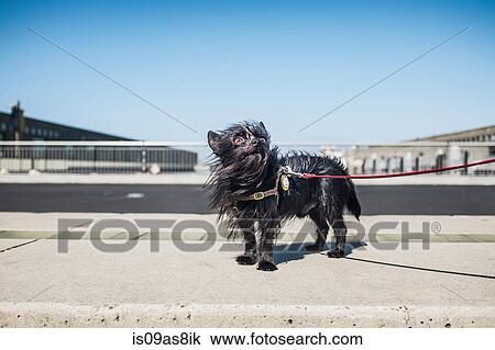Dog on leash View Large Photo Image Stock Image - Dog on leash. Fotosearch