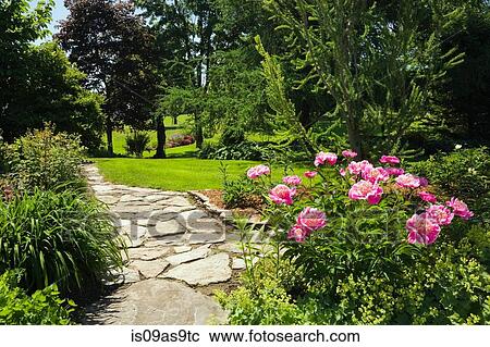 Flagstone path and pink peony flowers (paeonia) garden border in spring season View Large Photo Image Stock Image - Flagstone path and pink peony flowers (paeonia) garden border in spring season. Fotosearch