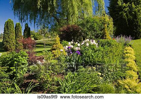 Garden border with (spiraea japonica) gold flame, pink (paeonia) peony, yellow (achillea millefolium) yarrow flowers and (salix alba pendula) weeping willow tree in spring season View Large Photo Image Stock Photo - Garden border with (spiraea japonica) gold flame, pink (paeonia) peony, yellow (achillea millefolium) yarrow flowers and (salix alba pendula) weeping willow tree in spring season. Fotosearch