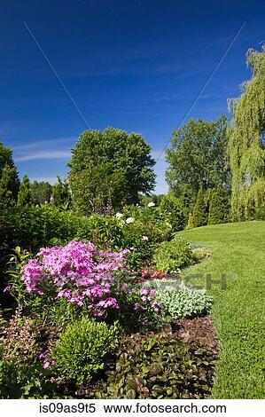 Garden lawn with border of various plants, shrubs and flowers including pink phlox carolina 'Bill Baker' flowers in spring season View Large Photo Image Stock Photography - Garden lawn with border of various plants, shrubs and flowers including pink phlox carolina 'Bill Baker' flowers in spring season. Fotosearch