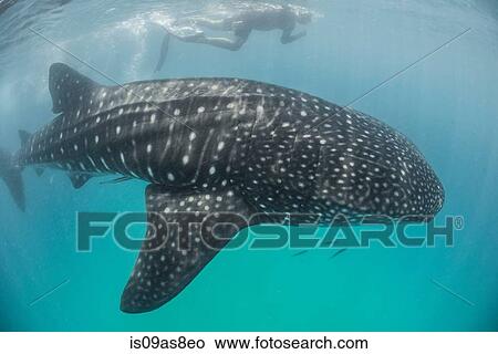 High angle side view of Whale Shark (Rhincodon Typus) Contoy Island, Quintana Roo, Mexico View Large Photo Image Picture - High angle side view of Whale Shark (Rhincodon Typus) Contoy Island, Quintana Roo, Mexico. Fotosearch