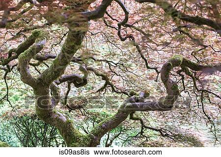 Stock Photograph - Japanese Garden, Portland, Oregon, USA. Fotosearch