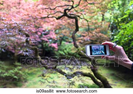Japanese Garden, Portland, Oregon, USA View Large Photo Image Stock Photograph - Japanese Garden, Portland, Oregon, USA. Fotosearch
