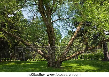 Large old pruned willow tree (salix) in backyard country garden in spring season View Large Photo Image Stock Photo - Large old pruned willow tree (salix) in backyard country garden in spring season. Fotosearch