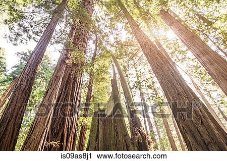 Muir Woods, California, USA View Large Photo Image Stock Image - Muir Woods, California, USA. Fotosearch