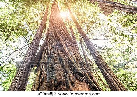 Stock Image - Muir Woods, California, USA. Fotosearch