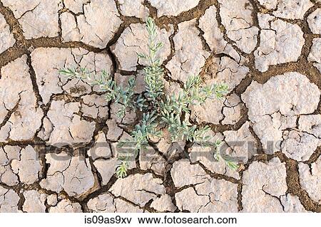 Overhead view of succulant plant and dried cracked mud on floodplain, Djoudj National Park, Senegal View Large Photo Image Stock Photo - Overhead view of succulant plant and dried cracked mud on floodplain, Djoudj National Park, Senegal. Fotosearch