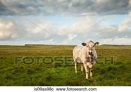 Stock Image - Portrait of cow in field, Giants Causeway, Bushmills, County Antrim, Northern Ireland, elevated view. Fotosearch
