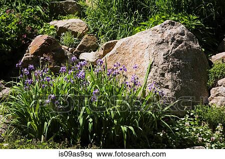 Purple Iris flowers bordered by large rock in backyard garden in spring season View Large Photo Image Stock Photography - Purple Iris flowers bordered by large rock in backyard garden in spring season. Fotosearch