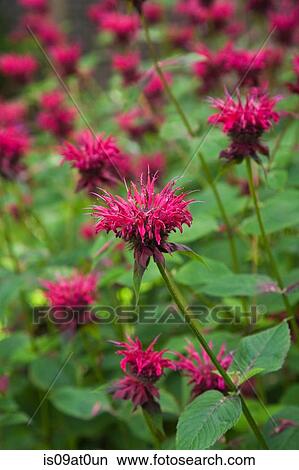 Picture - Red Monardas, close-up. Fotosearch