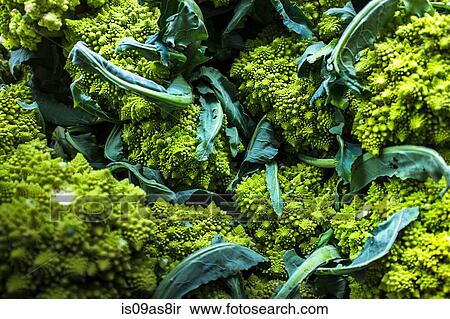Romanesco broccoli View Large Photo Image Stock Photography - Romanesco broccoli. Fotosearch