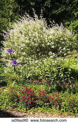 Salix Integra (hakuro nishiki) willow shrub border in backyard garden in spring season View Large Photo Image Stock Image - Salix Integra (hakuro nishiki) willow shrub border in backyard garden in spring season. Fotosearch
