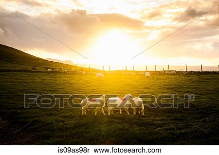 Stock Photography - Sheep in field, Dunquin, Kerry, Ireland. Fotosearch