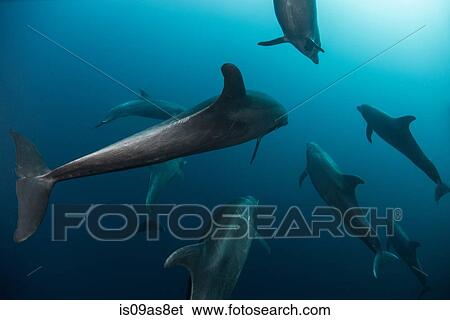 Shoal of Atlanic Bottle Nose Dolphins (Tursiops Truncatus) Socorro Island, Mexico View Large Photo Image Stock Photograph - Shoal of Atlanic Bottle Nose Dolphins (Tursiops Truncatus) Socorro Island, Mexico. Fotosearch
