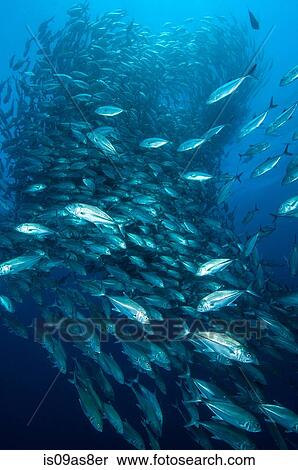 Shoal of Big Eye Jacks (Caranx Sexfasciatus) Cabo Pulmo, Baja California Sue, Mexico View Large Photo Image Stock Photography - Shoal of Big Eye Jacks (Caranx Sexfasciatus) Cabo Pulmo, Baja California Sue, Mexico. Fotosearch