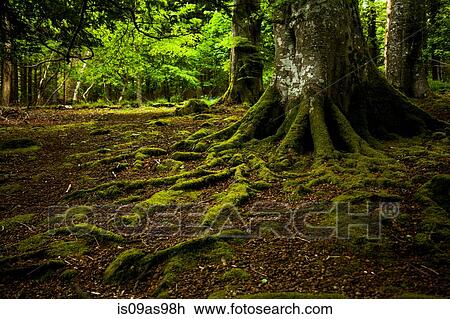 Tollymore Forest Park, Newcastle, UK View Large Photo Image Stock Image - Tollymore Forest Park, Newcastle, UK. Fotosearch