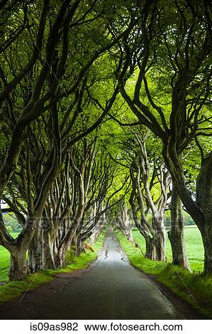 Stock Image - Tree lined road, Ballymoney, County Antrim, Northern Ireland. Fotosearch