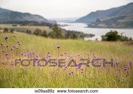 Stock Photo - Wild flowers growing, Catherine's Ridge, Columbia River Gorge, Oregon, USA. Fotosearch